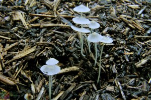 Geelbruine donsinktzwam Coprinus callinus